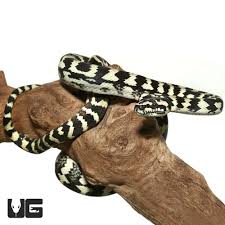juvenile jungle carpet pythons morelia