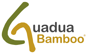 Guadua angustifolia - Guadua Bamboo