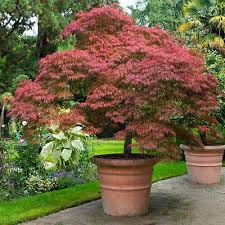 Japanese Maple Trees In Containers