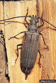 carpet beetle conundrum terminix