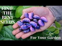 Best Seeds For Your Garden