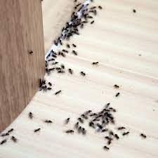 home remes to get rid of ants