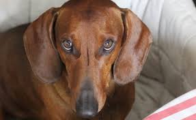 how much do dachshunds cost pettime