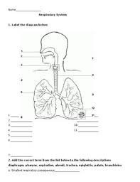 Which main bronchus is larger in diameter? Respiratory System Worksheet By The Lab Assistants Tpt