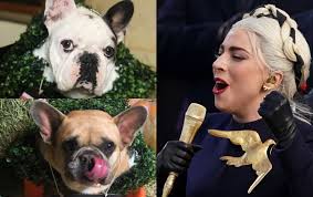 The horrifying moment lady gaga's dog walker was shot in the chest and two of her french bulldogs were stolen in los angeles on wednesday night has been revealed in surveillance camera footage. Bfwp Bk7t27dwm