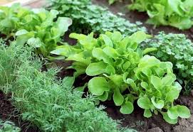 Growing your own vegetable garden is a rewarding experience that allows you to save money while simultaneously creating a beautiful space in your yard. Garden 101 How To Start A Vegetable Garden From Scratch