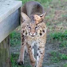 the importance of bobcats turpentine