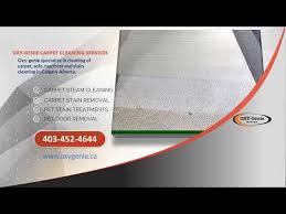 pet stain removal calgary best pet