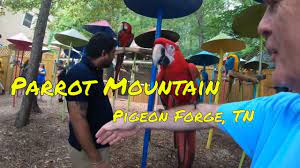 parrot mountain and garden of eden