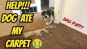 help dog ate my carpet pet damage