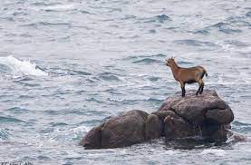 Breton rock goat in lucky Christmas escape