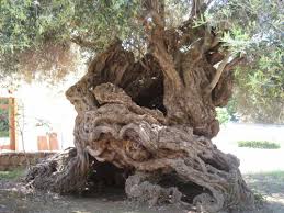 the oldest tree in greece athens