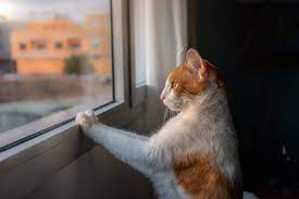 Why Does My Cat Keep Scratching Windows