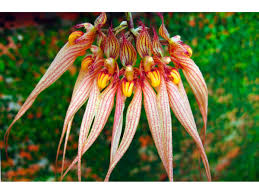 Bulbophyllum kubahense bulbophyllum is the largest genus in the orchid family orchidaceae. Orchid Bulbophyllum Bulbophyllum Bulbophyllum Care