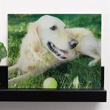 Pet Personalized Glass Photo Print