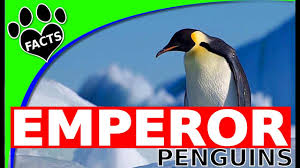 Some cool facts about malaria are that malaria has been around since man kind!!! Top 10 Facts About Emperor Penguins Animal Facts