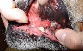 does my dog have gum disease canine