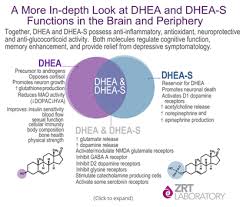 The Distinction Between Dhea And Dhea S Why Both Are