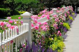 White Picket Fence And Pink Climbing