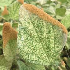 Spider Mites Bugs For Bugs