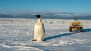 Emperor penguins have an unlikely robot ...