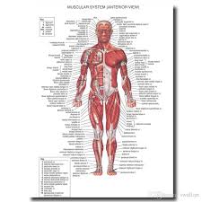 Human Anatomy Muscles System Wall Art Posters Prints Painting Body Map Pictures For Medical Education Home Decor Artwork