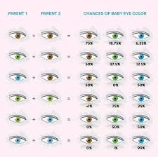 Baby Eye Color Calculator Chart And Predictor Eye Color