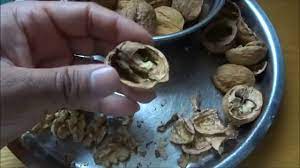 How to open a walnut without a nut cracker (two different methods  demonstrated by "A Walnut Master") - YouTube