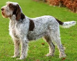 Lancaster puppies advertises puppies for sale in pa, as well as ohio, indiana, new york and other states. Spinone Italiano Italian Spinoni Dog Breed Info K9 Research