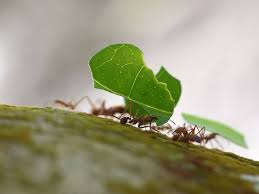 leafcutter ants learn about nature