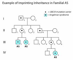 Figure 3 The Pedigree Illustrates Imprinting Inheritance