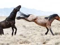 why-do-mares-kick-stallions