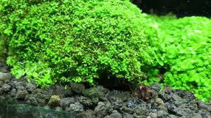 aquarium carpet plant monte carlo live