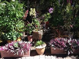 Tropical Plants In Your Desert Garden