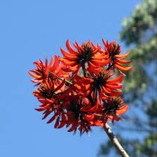 native flowers of the philippines