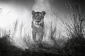 Lioness Black and White Wallpapers ...
