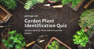 garden plant identification quiz petrage
