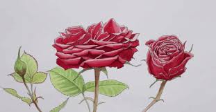 how to draw a rose by hand easy