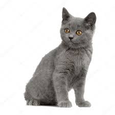 chartreux kitten stock photo by