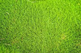 Once it starts to come out of dormancy, zoysia requires about one inch of water per week including rainfall. No Fuss Lawns With Zoysia Grass Gardening Know How