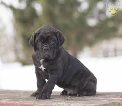 Dogs & puppies for sale. Cane Corso Puppies For Sale Pittsburgh Pa