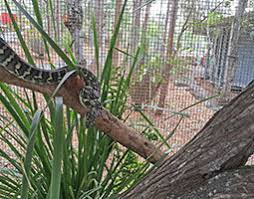 jungle carpet python