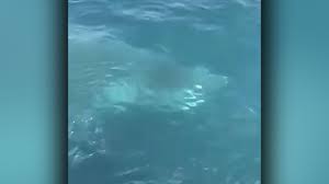 20 foot shark surprises coast guard