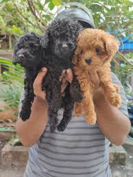 poodle puppies in india at