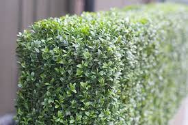 Artificial Buxus Hedge In Polystone