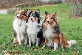 how much does a shetland sheepdog cost