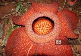 Gelaran cik siti wan kembang. Mitos Rafflesia Cik Siti Wan Kembang