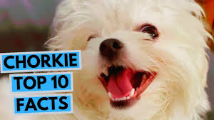 Chorkie - Top 10 Interesting Facts - YouTube