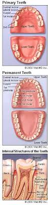 Greg Ganzkow Dds Tooth Charts Shoreline Wa Tooth