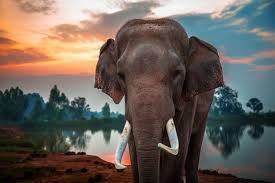 elephant wallpapers images browse 36